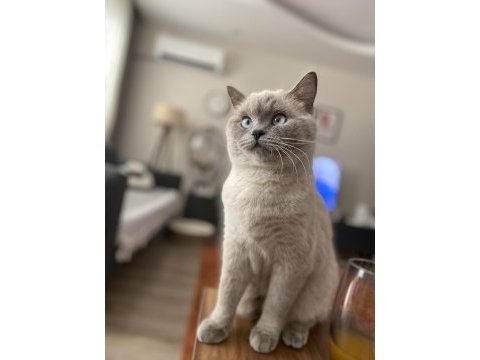 2 yaşında british shorthair dişi kedimiz