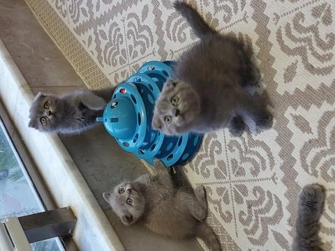 Ayı surat orjinal topkafa erkek scottish fold yavrumuz