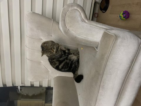 British shorthair paşam yeni sahibini bekliyor