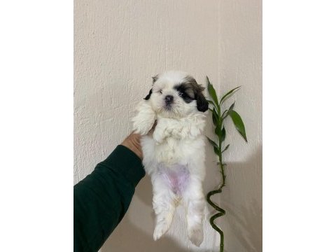 Orjinal shih tzu ev yavrularımız