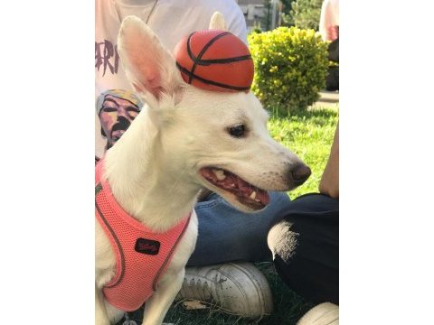 Jack russell terrier