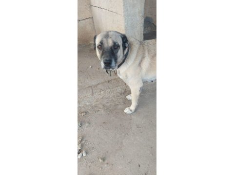 3 köpeğimizi sahiplendirme