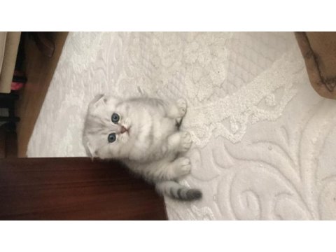 Scottish fold silver ayı surat