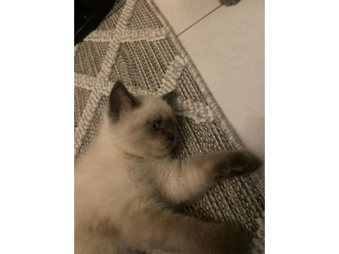 2 aylık safkan blupoınt oglumuz kedimiz