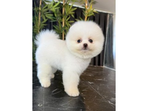 Orjinal pomeranian boo