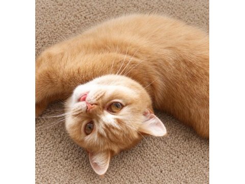 Yetişkin british shorthair red ve lilac kısır dişiler