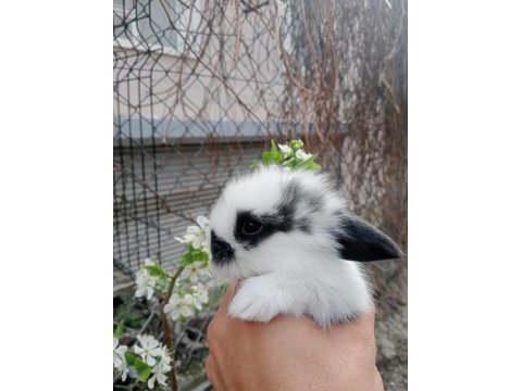 Hollanda lop tavşanı 1 aylık