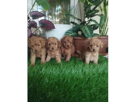 Poodle yavru