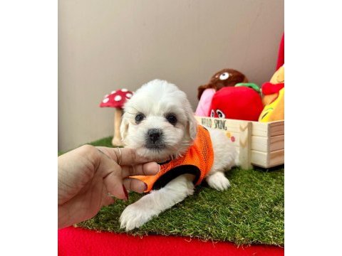 Korea maltese terrier baby cep boy
