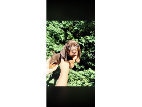 Dachshund yavru