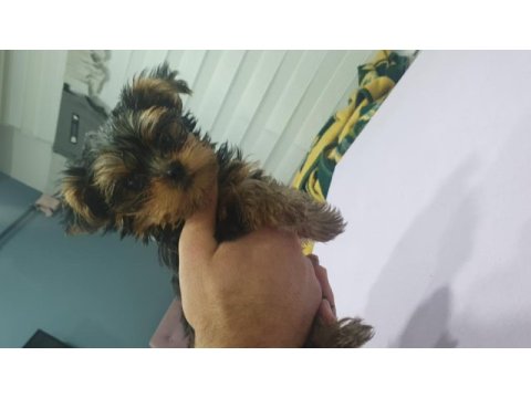 Safkan yorkshire terrier erkek