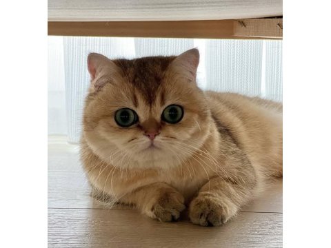 Şecereli safkan british shorthair ny11 erkek yavru