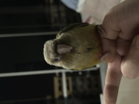 El besleme full evcil 2 aylık konur papağanı