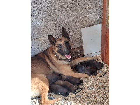 Safkan belçika malinois yavrular