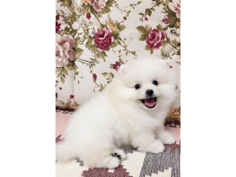 Gülen yüz kusursuz karbeyaz pomeranian boo