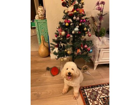 Mecburiyetten sahiplendirilecek 4 yaşında poodle