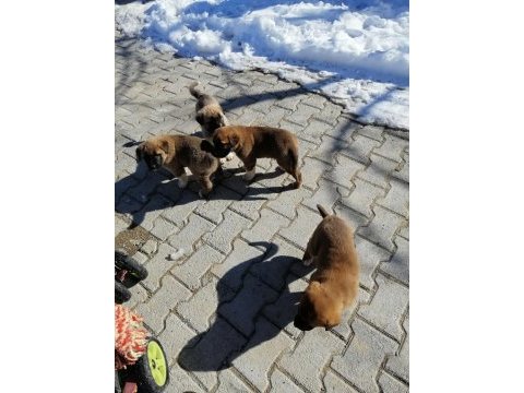 5 adet yavru kangal 3 erkek 2 dışı