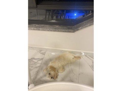 Maltipoo 1.5 yaşında