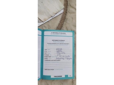 Pekinez köpeğimizi sahiplendiriyoruz