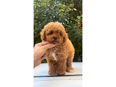 Maltipoo korean