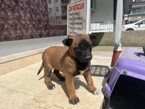 1 aylık dişi belçika kurdu yavrusu vardır