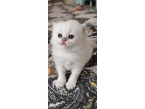 Safkan ırk sağlık garantili british longhair kediler