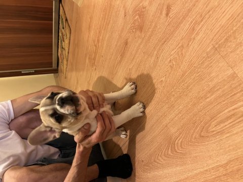 Blue fawn french bulldog
