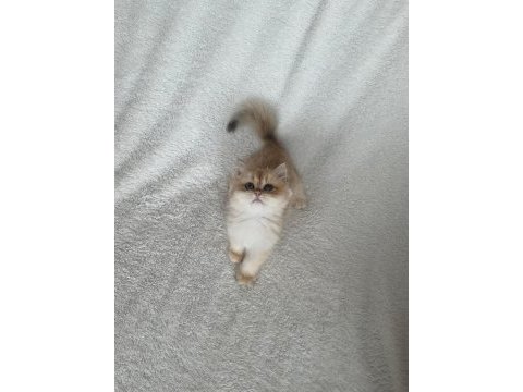 Saf kan british shorthair golden kızımız teslime hazır