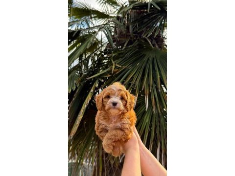 Kore maltipoo 