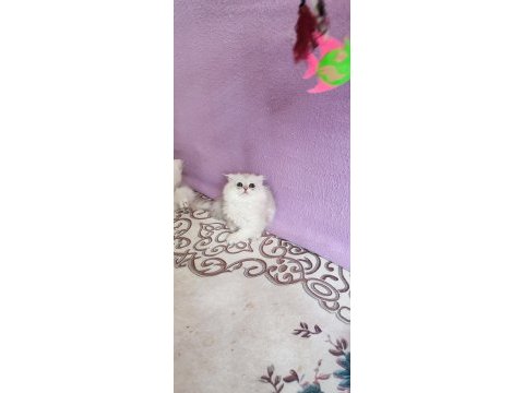 Scottish fold longhair dişi