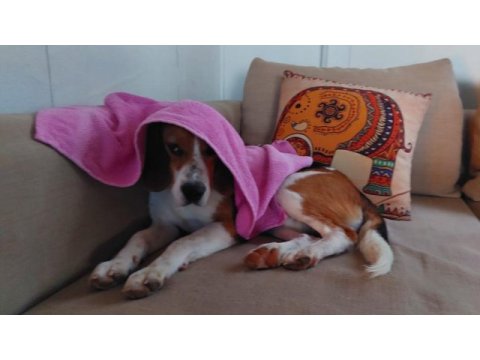 2 yaşında sağlıklı erkek beagle sahiplendirilecek
