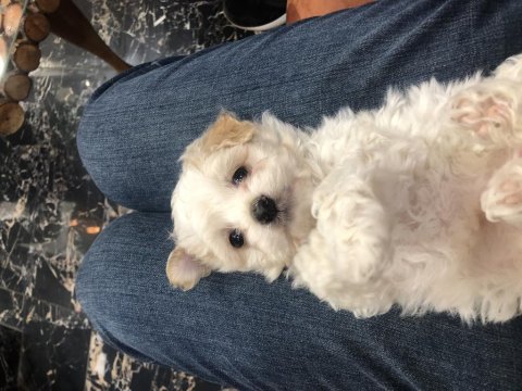 Maltipoo bebekler