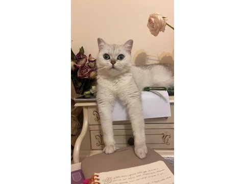 Özel cins kedimizi sahiplendiriyoruz