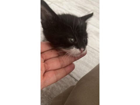 Ay ışığında sokakta bulunan sevimli kedimiz lunaya yuva