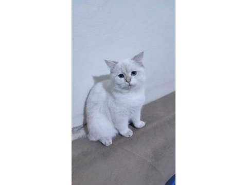 İran kedisi kırma (pamuk)