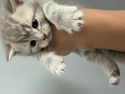 British shorthair yavru kedimiz