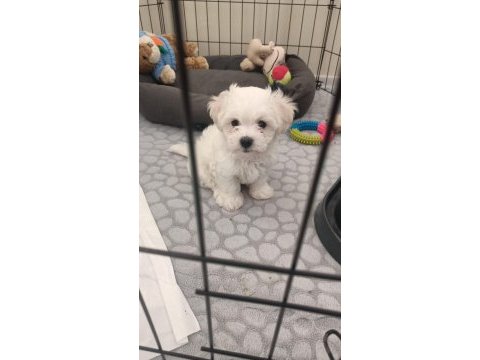 2 aylık erkek maltese terrier