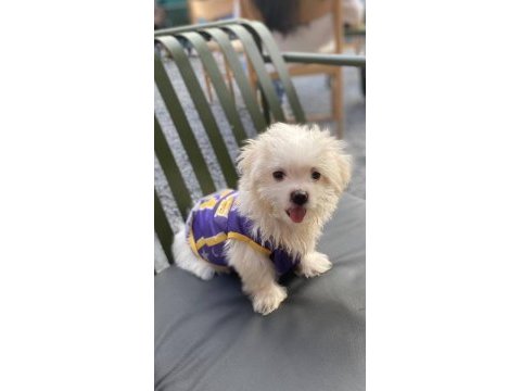 A kalite maltese terrier yavru