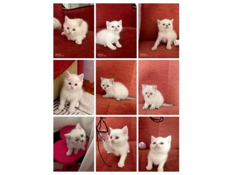 Sapsik kedilerimiz