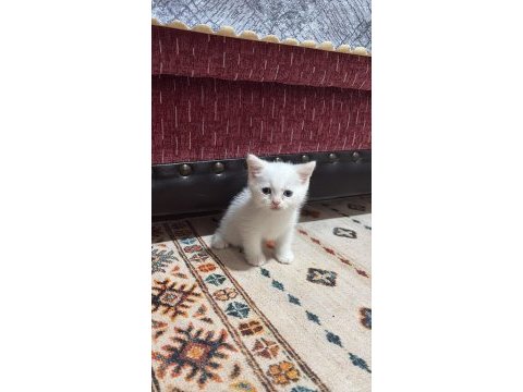 Bembeyaz british shorthair yavru