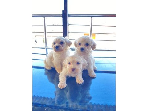 Ev doğumu maltese bebek köpeğimiz