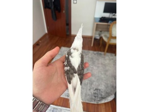 2 aylık fw sultan papağanı