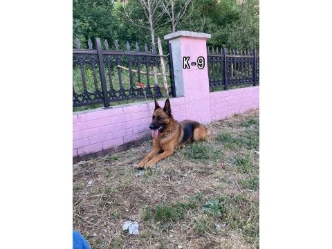 Alman çoban köpeği