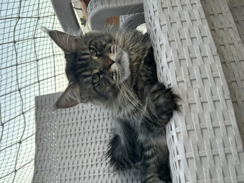 Maine coon kediler