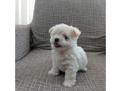 Mini maltese terrier yavruları