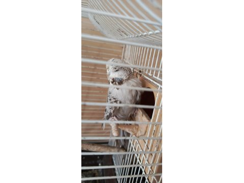 Show jumbo eşli muhabbet kuşu