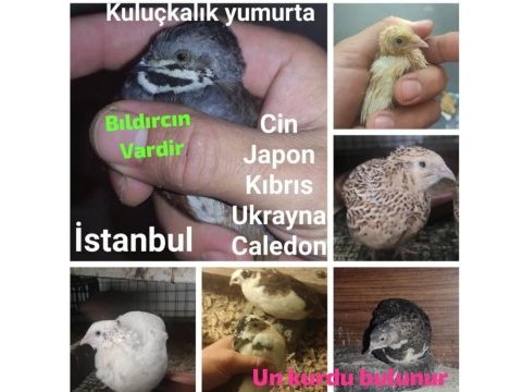 Bıldırcın yumurtası ve bıldırcın