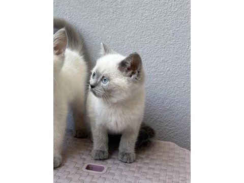 British shorthair blue point yavrular yeni ailelerini arıyor