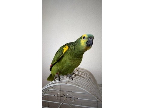 Yeme düşmek üzere blue front amazon papağanı