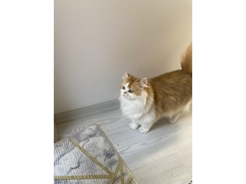 Muhteşem güzellikte british longhair